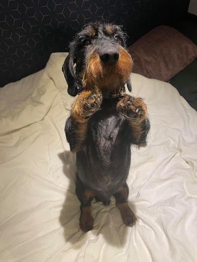 Grooming Van Image