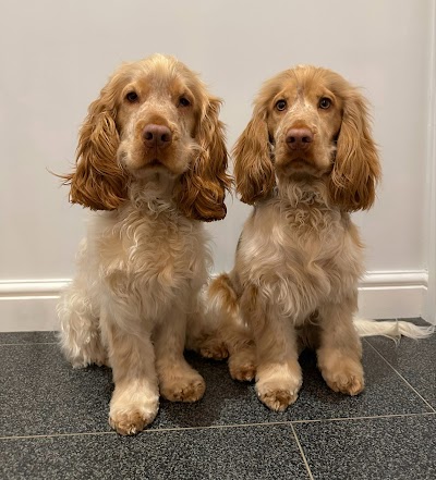 Bobby Dazzlers Dog Grooming