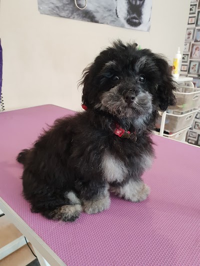 Grooming Van Image
