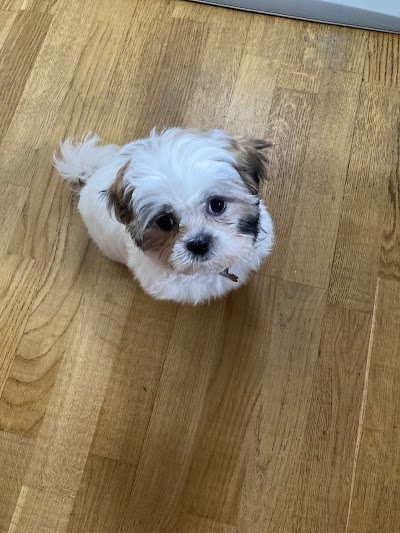 Grooming Van Image