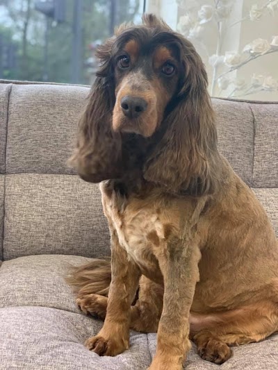 Grooming Van Image