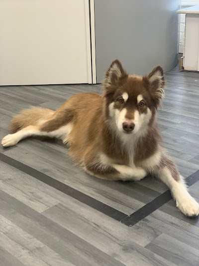 Grooming Van Image
