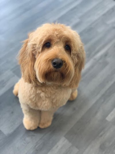 Grooming Van Image
