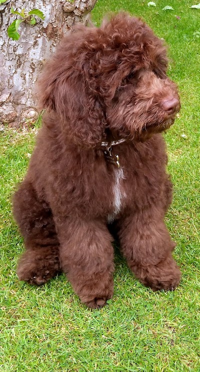 Grooming Van Image