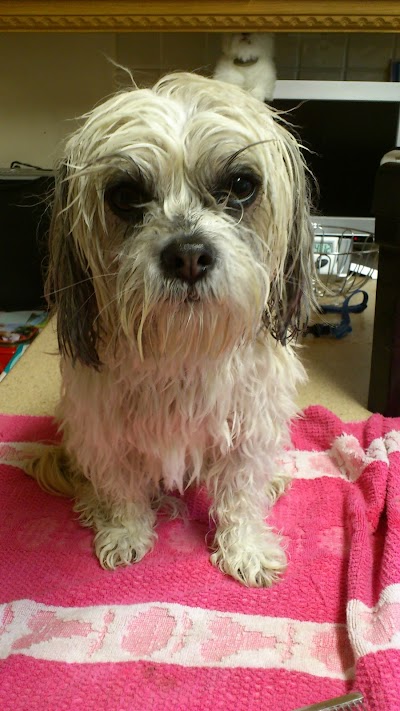 Grooming Van Image