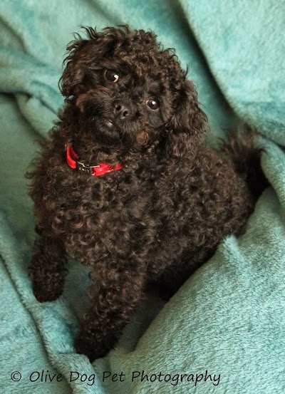 Grooming Van Image