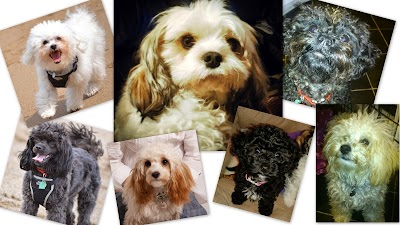 Ceras Mobile Dog Grooming--dogs groomed inside your home by Cera Feaviour C&G, Fd BSc(hons)