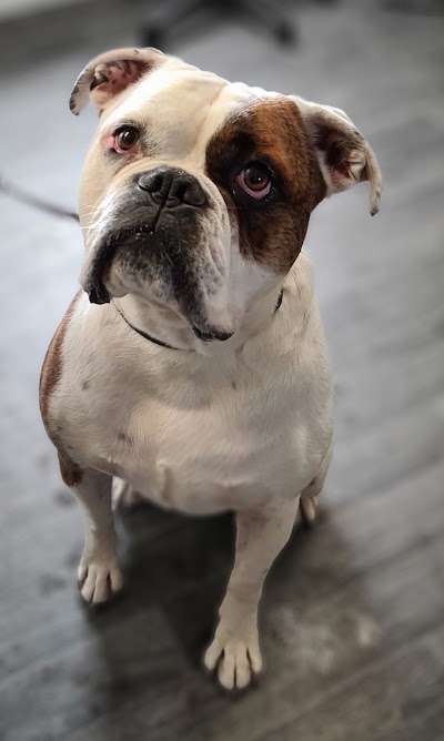 Grooming Van Image