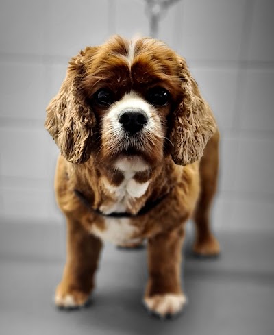 Grooming Van Image