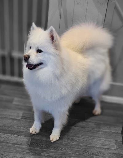 Grooming Van Image