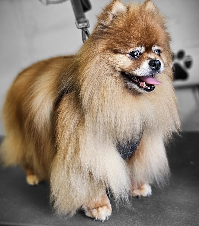 Grooming Van Image