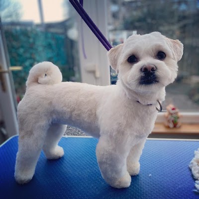 Grooming Van Image