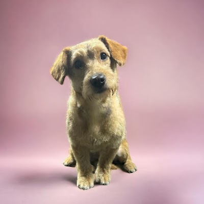 Grooming Van Image