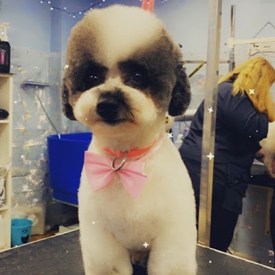 Grooming Van Image