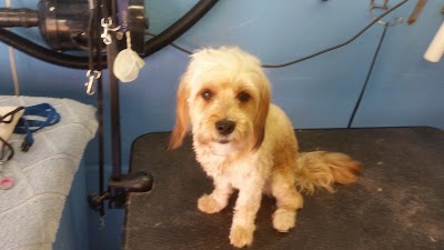 Grooming Van Image