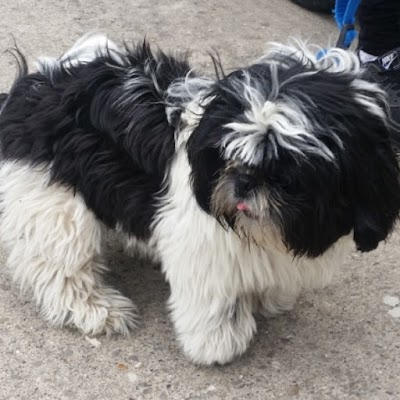 Grooming Van Image
