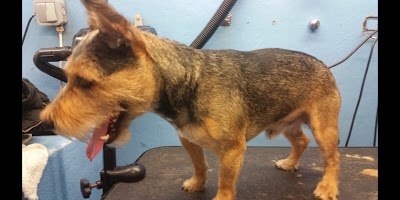 Grooming Van Image