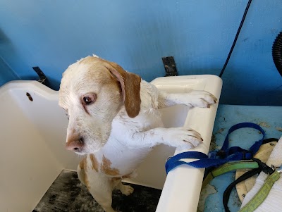 Grooming Van Image