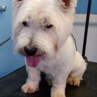 Grooming Van Image