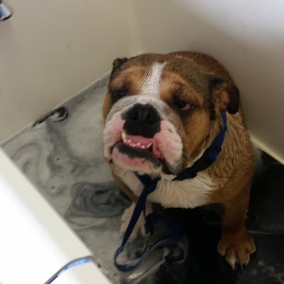Grooming Van Image