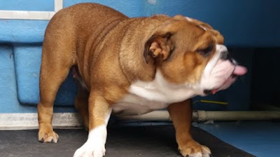 Dogsboddies York's number 1 mobile dog wash