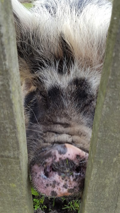 Grooming Van Image
