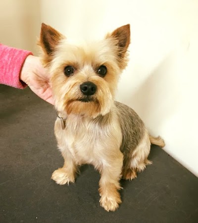 Grooming Van Image