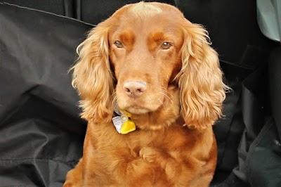 Grooming Van Image