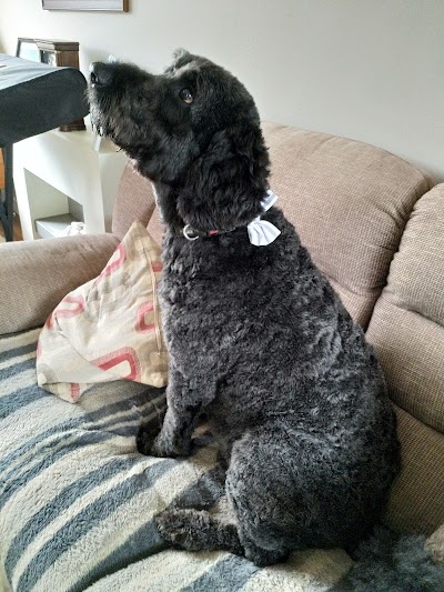 Grooming Van Image