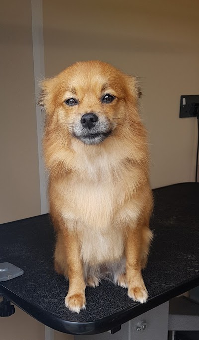 Grooming Van Image