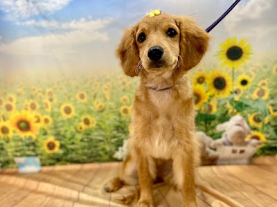 Grooming Van Image