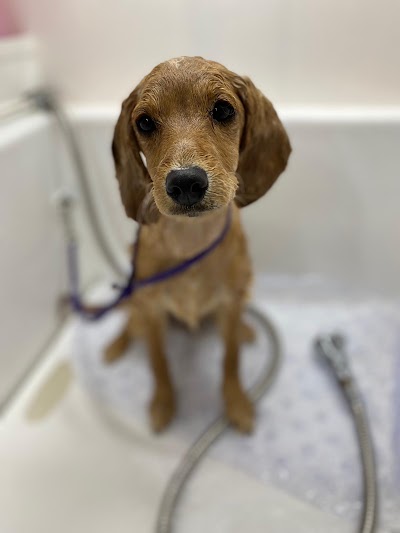 Grooming Van Image