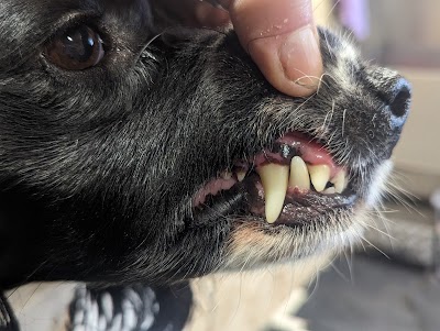 Grooming Van Image