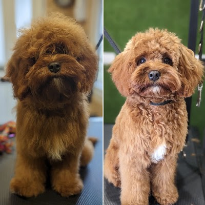 Grooming Van Image