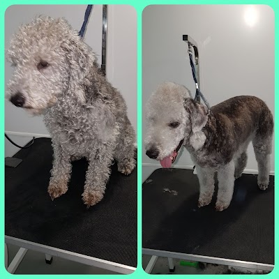 Grooming Van Image
