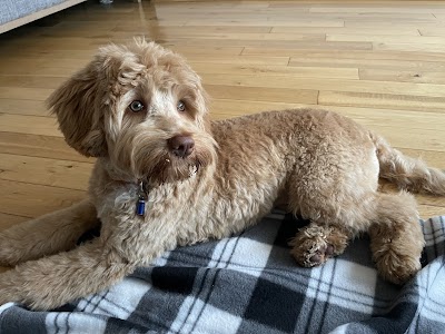 Grooming Van Image