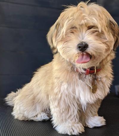 Grooming Van Image