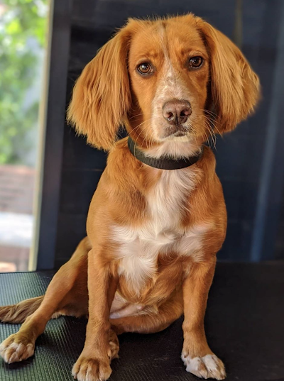 Grooming Van Image