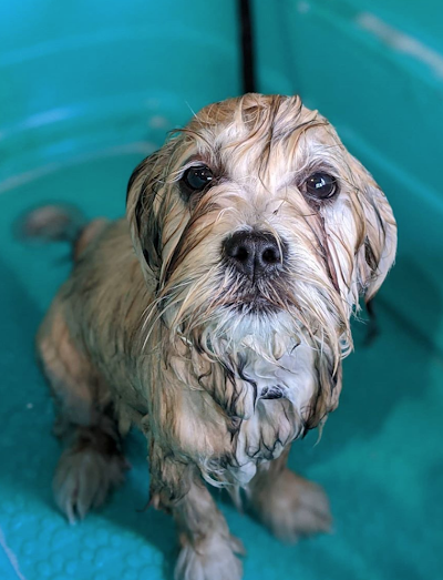 Grooming Van Image