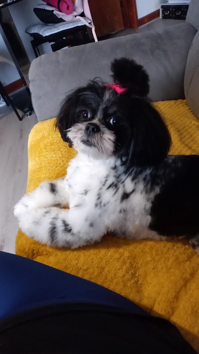 Grooming Van Image