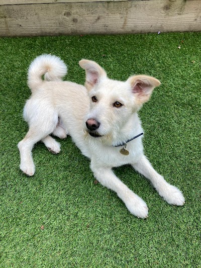 Grooming Van Image