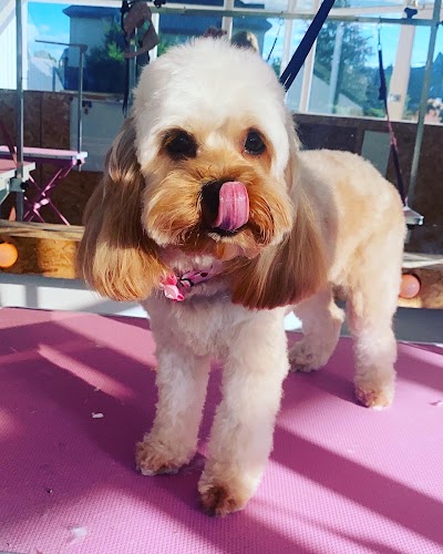 Grooming Van Image