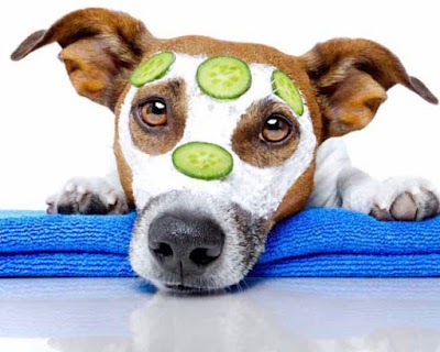 Grooming Van Image