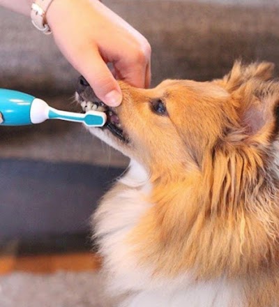 Grooming Van Image