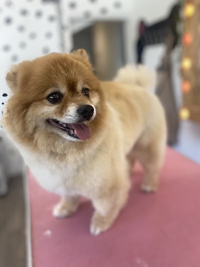 Grooming Van Image