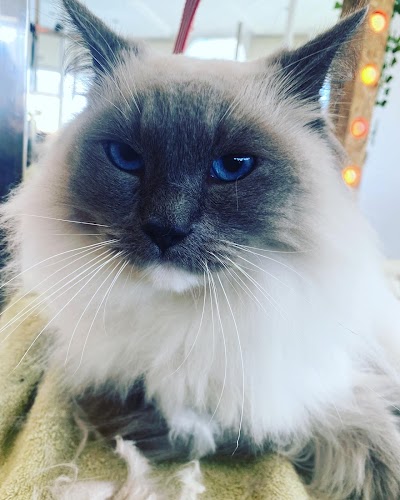 Grooming Van Image