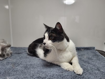Grooming Van Image