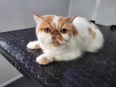 Grooming Van Image