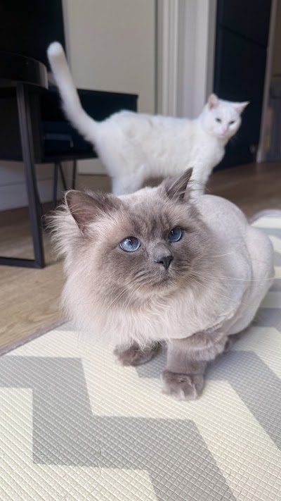 Grooming Van Image