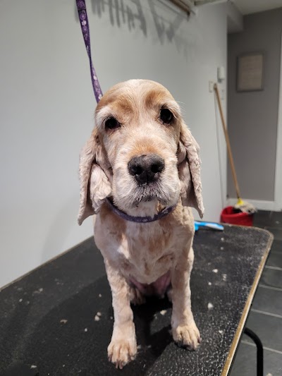 Grooming Van Image